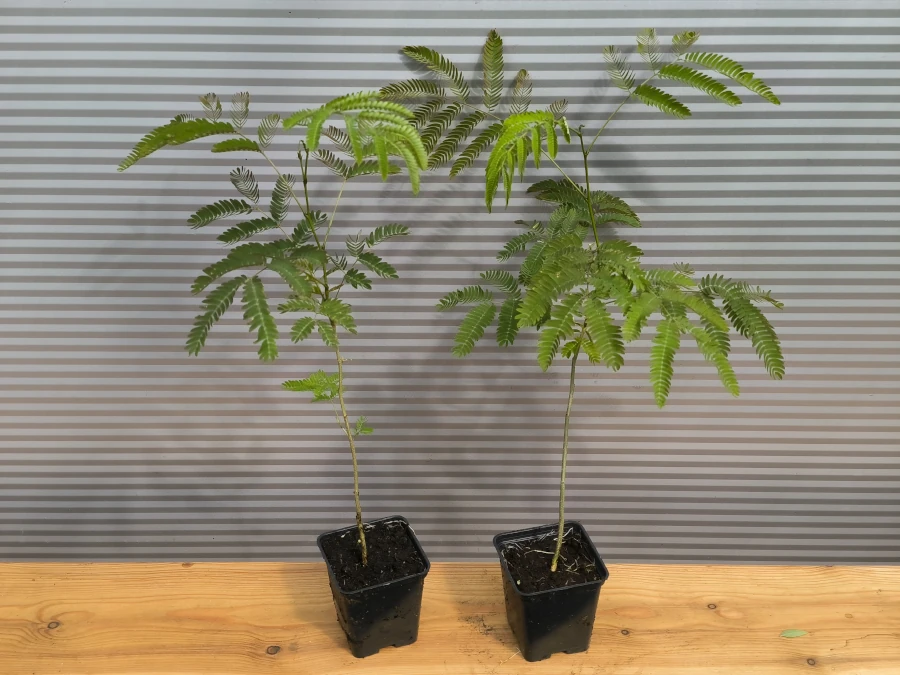 albicja-jedwabista-sadzonki-p9 Albicja jedwabista - sadzonki w doniczkach P9