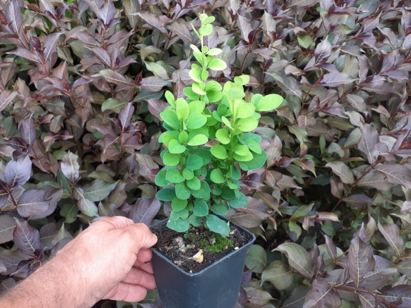 Berberys thunberga ERECTA - sadzonki w doniczkach P9