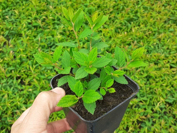 Tawuła japońska LITTLE PRINCESS - sadzonki w doniczkach P9