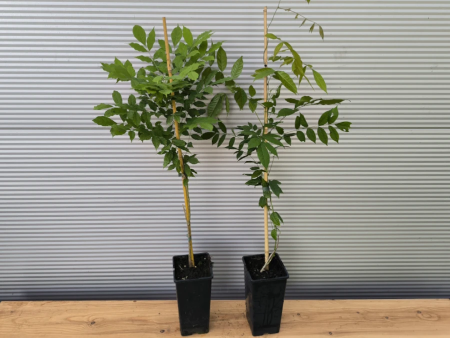 Glicynia chińska (wisteria) - sadzonki w doniczkach C2