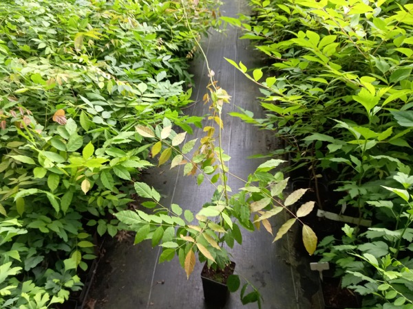 Glicynia chińska (wisteria) - sadzonki w doniczkach P9