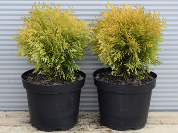 Żywotnik zachodni AMBER GLOW - sadzonki w doniczkach C3