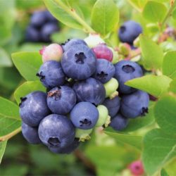 Borówka amerykańska NORTHBLUE