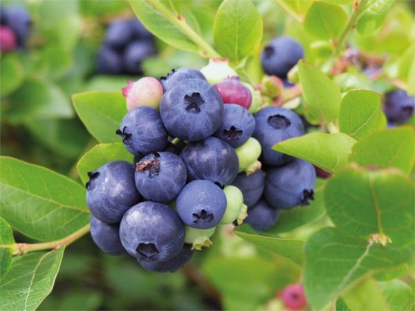 156-borowka-amerykanska-northblue-3 Borówka amerykańska NORTHBLUE