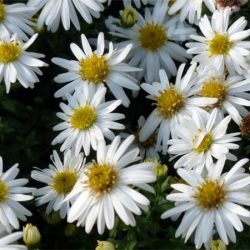 Aster krzaczasty APOLLO - sadzonki