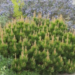 Sosna kosodrzewina odm. pumilio