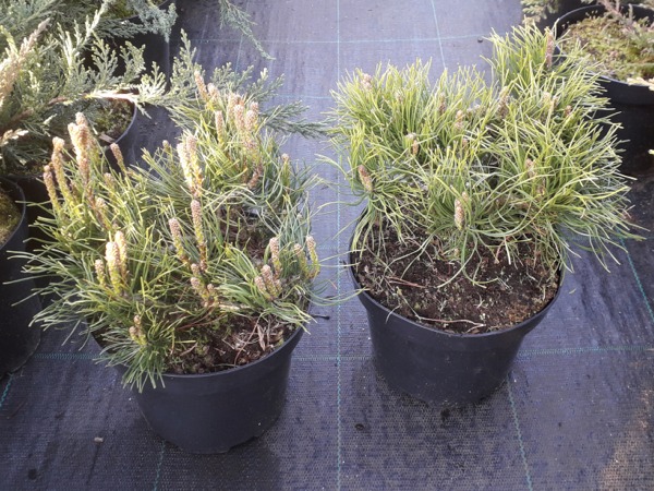 Sosna kosodrzewina odm. pumilio - sadzonki C3