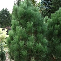 Sosna czarna FASTIGIATA - sadzonki