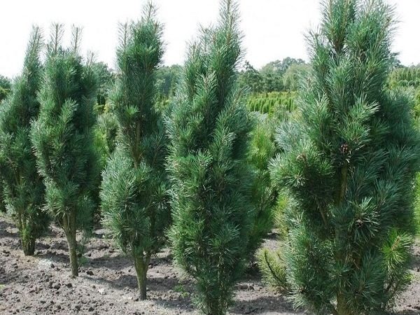 Sosna czarna FASTIGIATA - sadzonki