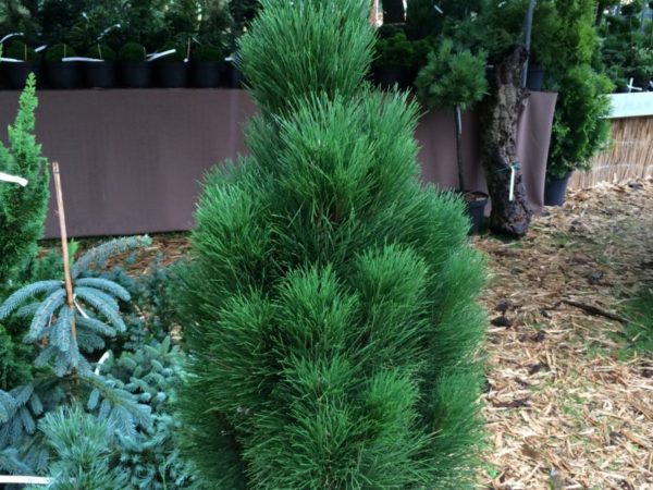 Sosna czarna GREEN TOWER - sadzonki