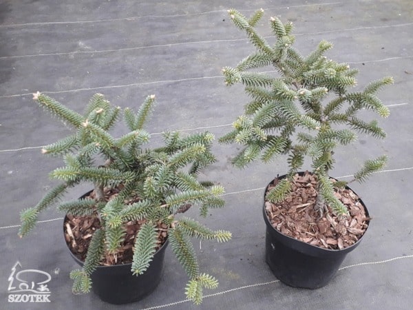 Jodła hiszpańska GALUCA - sadzonki C3