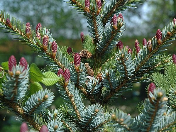Świerk dwubarwny BICOLOR - sadzonki