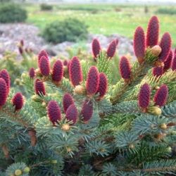 Świerk dwubarwny BICOLOR - sadzonki