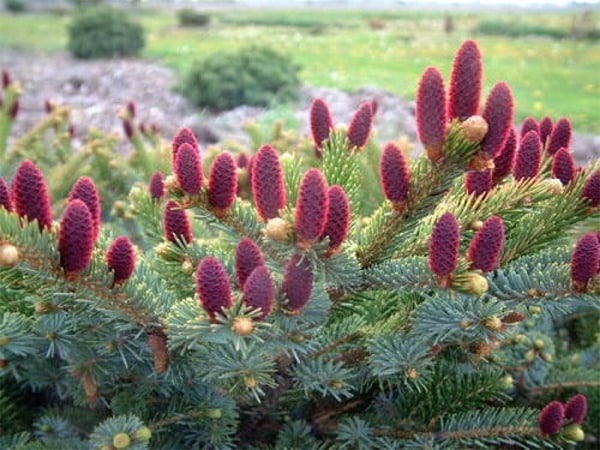 I088-swierk-dwubarwny-bicolor-8 Świerk dwubarwny BICOLOR - sadzonki