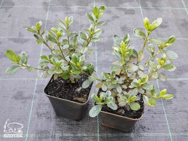 Azalia japońska KERMESINA ROSE