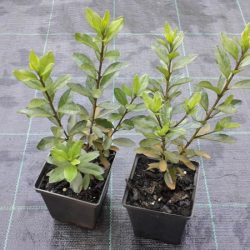 Azalia japońska ORLICE