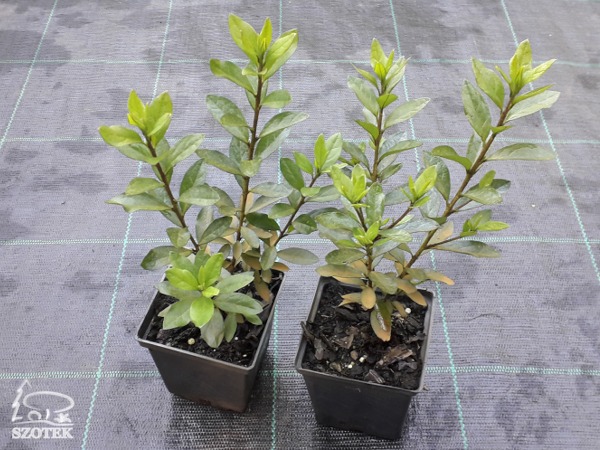 Azalia japońska ORLICE