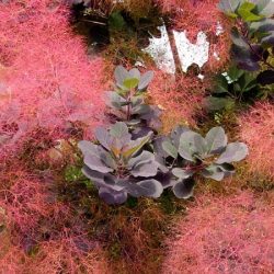 Perukowiec podolski ROYAL PURPLE