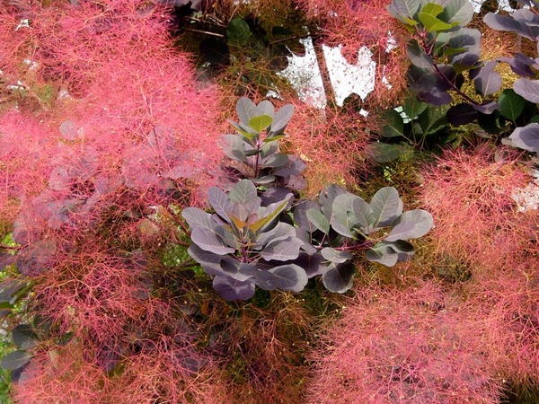 L068-perukowiec-podolski-royal-purple-6 Perukowiec podolski ROYAL PURPLE