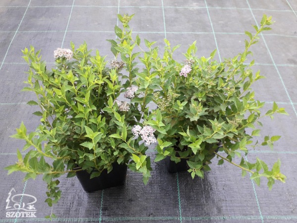 Tawuła japońska LITTLE PRINCESS