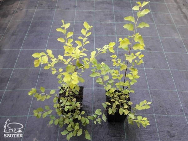 Tawuła van'Houtea GOLD FOUNTAIN