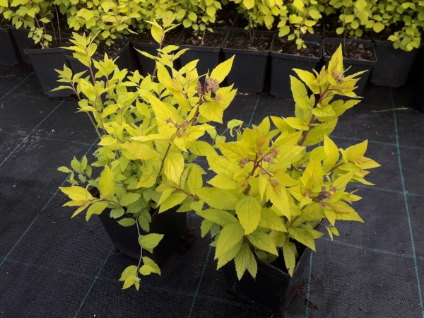 Tawuła japońska GOLDEN PRINCESS - sadzonki P9