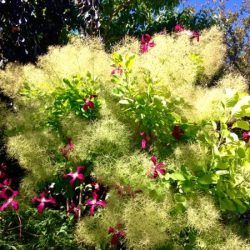 Perukowiec podolski AUREA