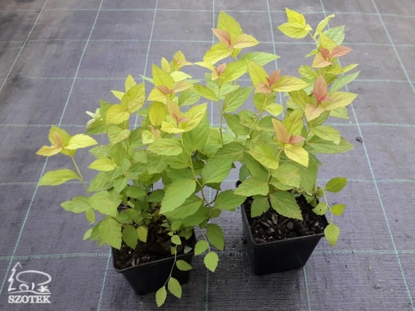 L150P11-tawula-japonska-goldflame Tawuła japońska GOLDFLAME