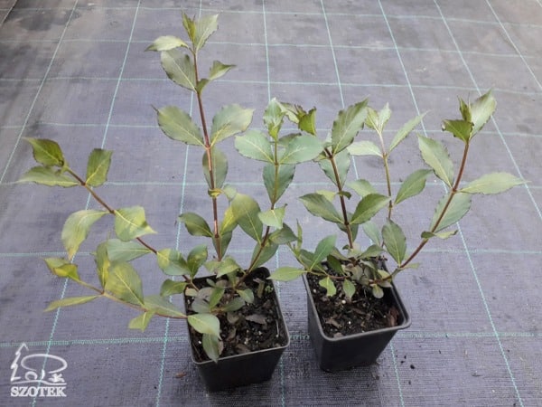 Krzewuszka cudowna FOLIIS PURPUREIS