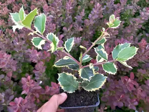 Ostrokrzew kolczasty ARGENTEA MARGINATA - sadzonki w doniczkach P9