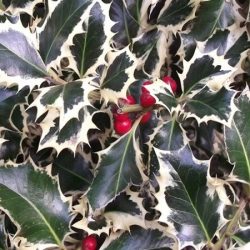 Ostrokrzew kolczasty ARGENTEA MARGINATA - sadzonki