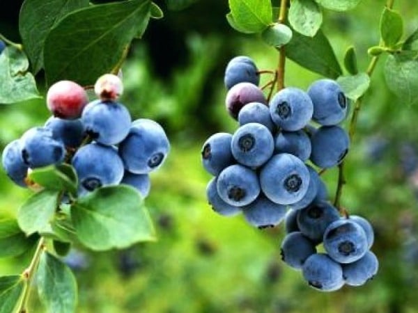 Borówka amerykańska NORTH COUNTRY