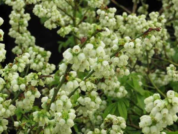 Borówka amerykańska NORTH COUNTRY