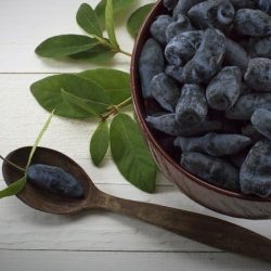 Jagoda kamczacka HONEY BEE - sadzonki