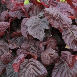 Leszczyna pospolita RED MAJESTIC - sadzonki