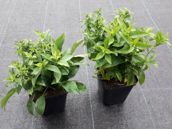 Aster krzaczasty - sadzonki w doniczkach P9