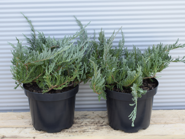 Jałowiec płożący BLUE CHIP - sadzonki w doniczkach C3