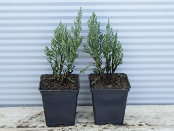 Jałowiec chiński BLUE CHIP - sadzonki w doniczkach P9