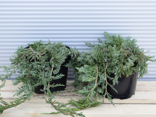 Jałowiec płożący WILTONII - sadzonki w doniczkach C3