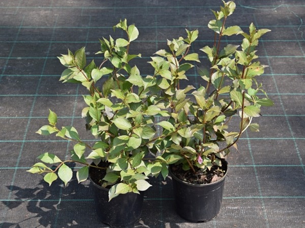 Krzewuszka cudowna FOLIIS PURPUREIS - sadzonki w doniczkach C2