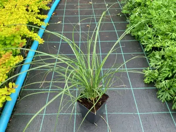 miskant-chinski-adagio-sadzonki-w-doniczkach-p11 Miskant chiński ADAGIO - sadzonki w doniczkach P11