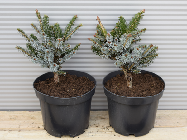 swierk-dwubarwny-c3 Świerk dwubarwny - sadzonki w doniczkach C3