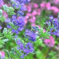 barbula klandońska heavenly blue