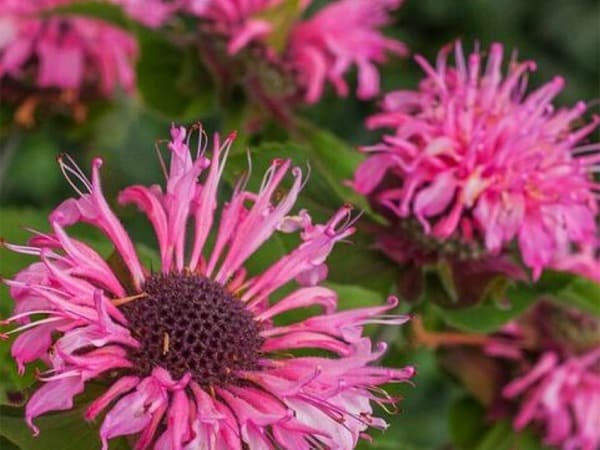 B082-pysznoglowka-dwoista-bee-lieve-2 pysznogłówka dwoista bee lieve