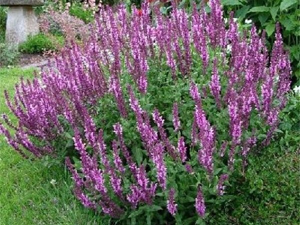 szałwia omszona sensation bright rose