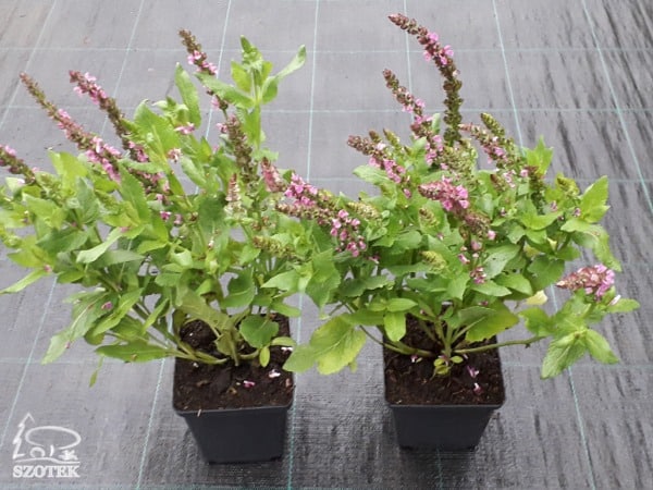 B083P11-szalwia-omszona-sensation-bright-rose szałwia omszona sensation bright rose