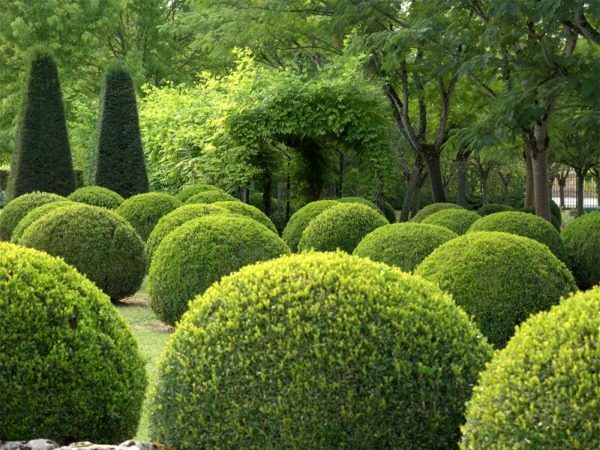 bukszpan formowany kula