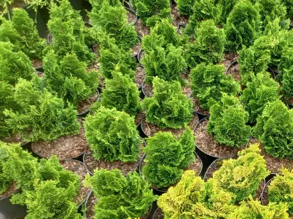 Cyprysik japoński NANA GRACILIS - sadzonki w doniczkach C2