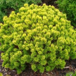 sosna kosodrzewina ophir