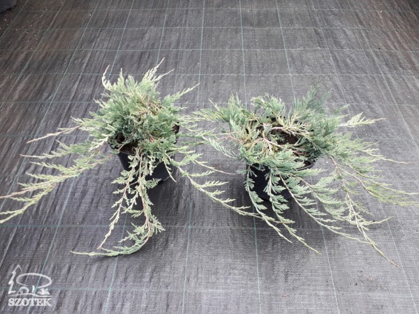 jałowiec płożący prostrata